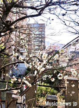 安居神社の桜.jpg